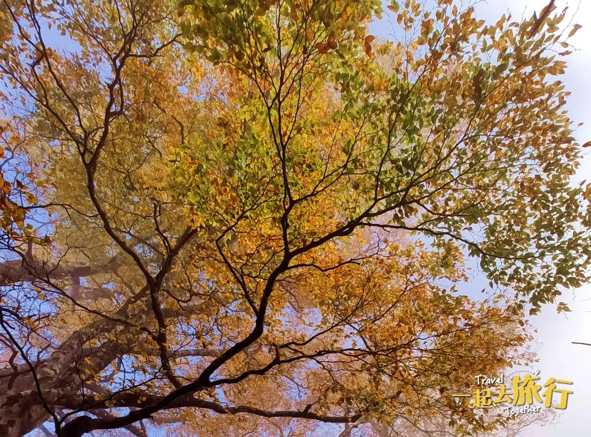 宜蘭｜稜線上的金黃秘徑─台灣山毛櫸 二日 (季節限定)